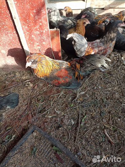 Петухи ливенские петухи и куры амераукана