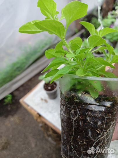 Рассада петунии