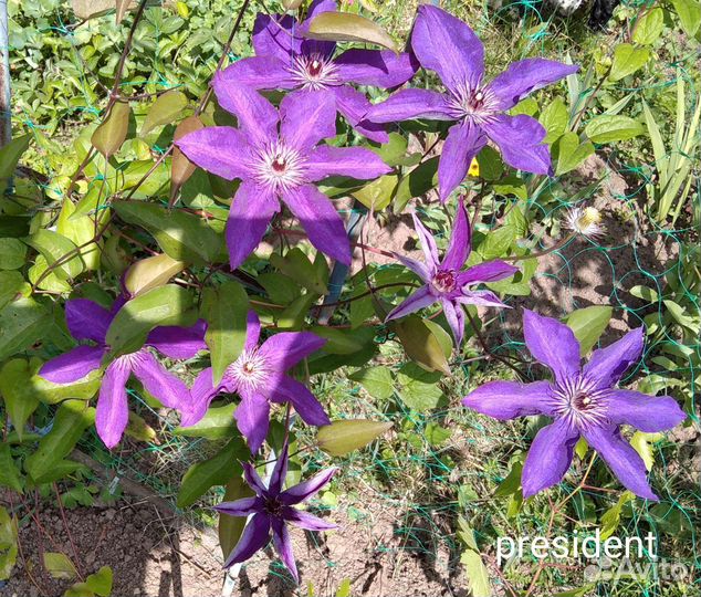 Клематисы, хосты