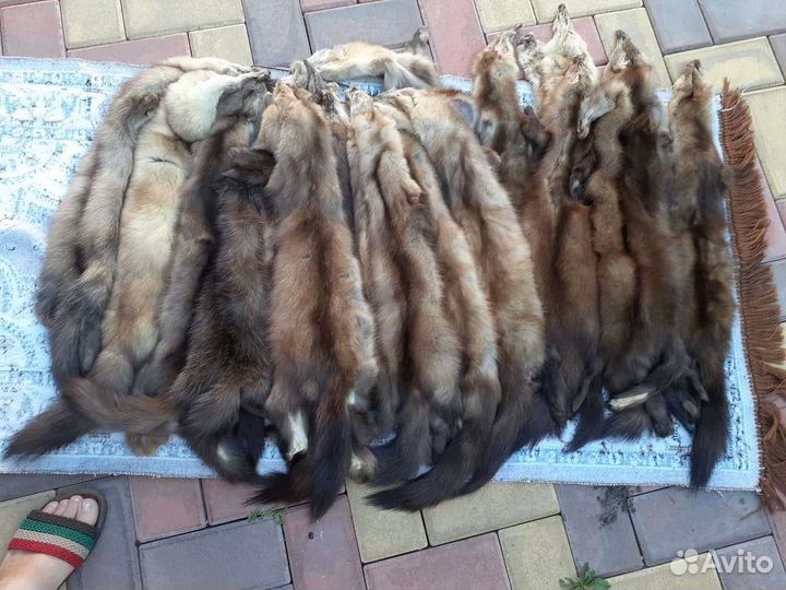 Шкуры соболя