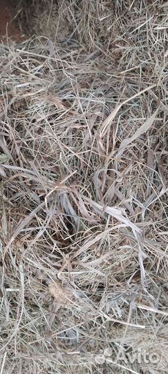 Сено в квадратных тюках