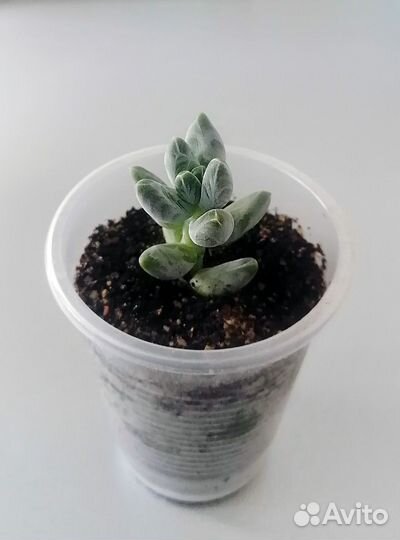Пахифитум вердермана. Pachyphytum. Суккулент