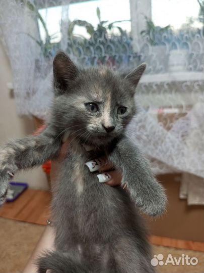 Продаются котята