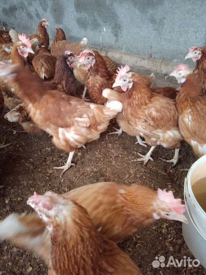 Курицы несушки