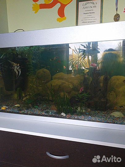Аквариум 200л с рыбками и со всеми акссесуарами