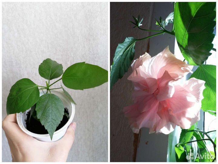 Драцена, гибискус, диффенбахия и др