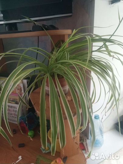 Детишки хлорофитума за шоколадку