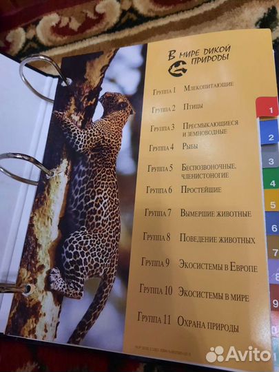 Книга-буклет в мире дикой природы