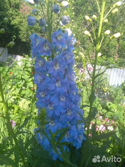 Дельфиниум,платикодон,хризантемы