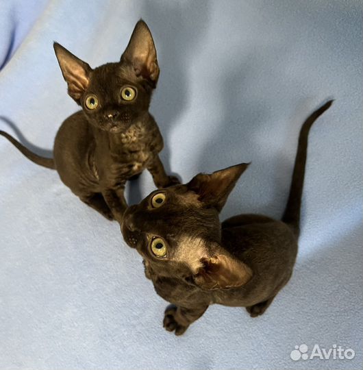 Черные котятки Девон-рекс