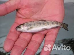 Малек форели