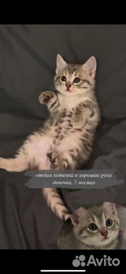 Кошка