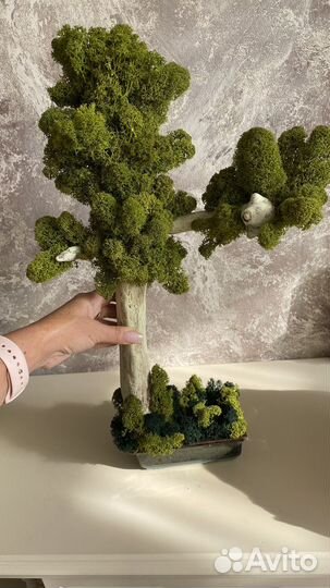 Дерево бонсай