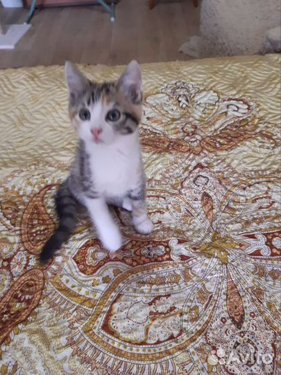 Котенок с лисьей мордочкой