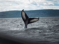 Поиск китов. Териберка