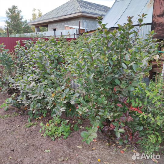 Черноплодная рябина саженцы