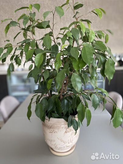 Комнатные домашние растения