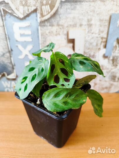 Маранта керховена