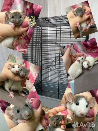 Крысята с клеткой крыса крыски дамбо