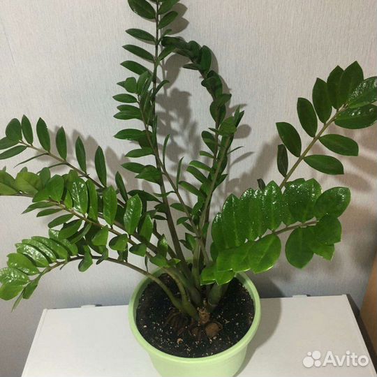 Замиокулькасы, Нолина