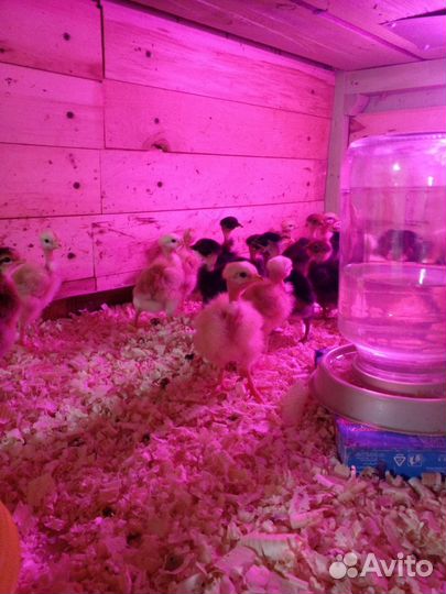 Голошейные цыплята