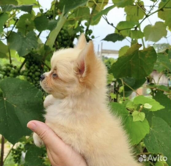 Эксклюзив Чихуа