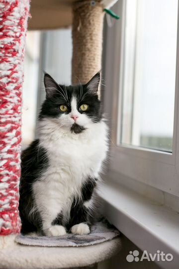 Котенок Молли