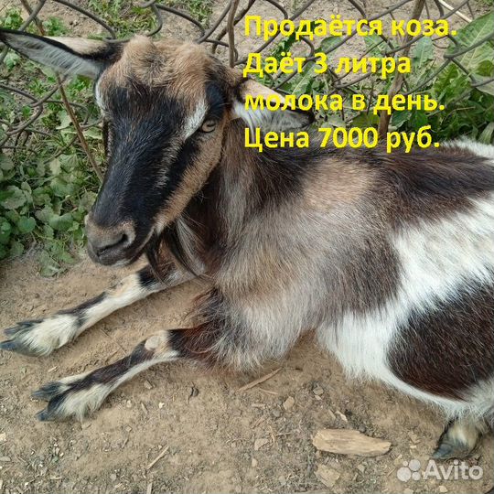 Коза дойная 3 литра в день