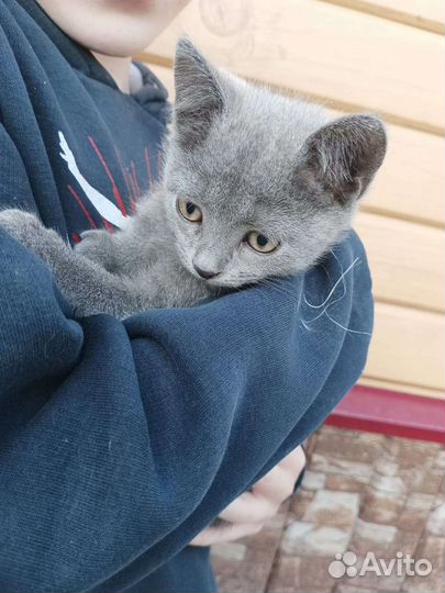 Котята, одна черная девочка и серая девочка