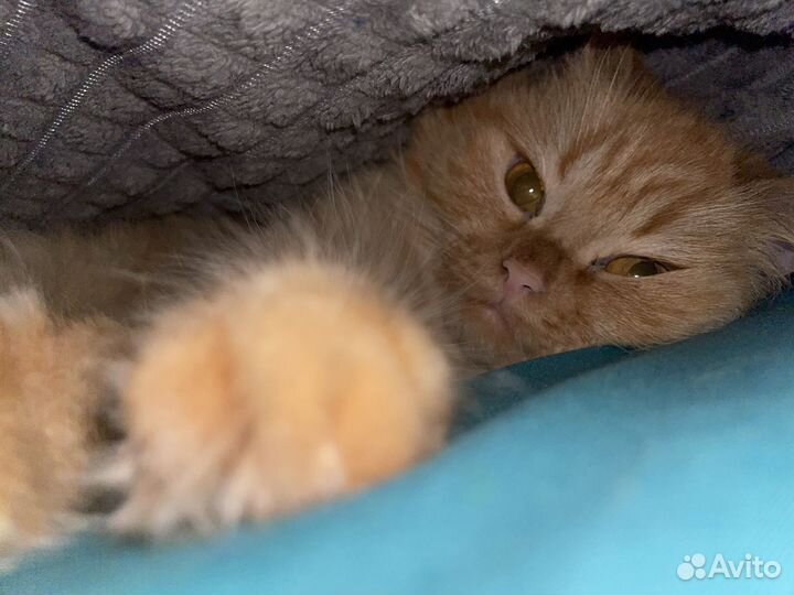 Персидская кошечка