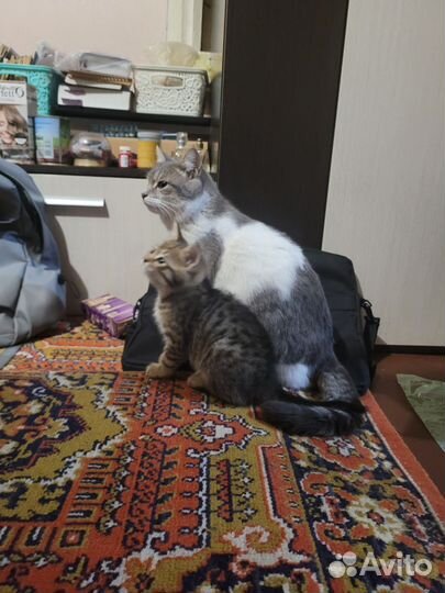 Котята в добрые руки мальчики 1,5 мес