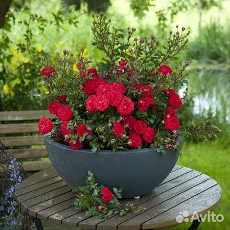 Миниатюрная роза Мейди