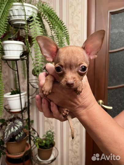 Той-терьер щенки