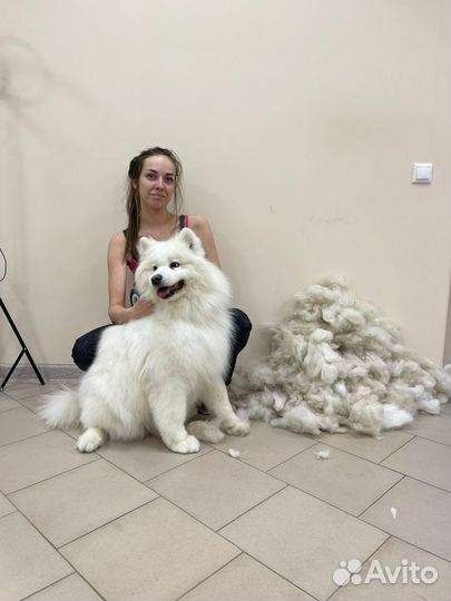 Стрижки кошек и собачек