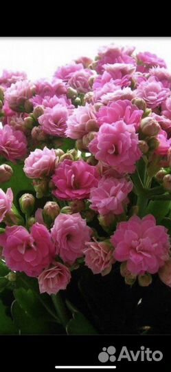 Каланхое Броссфельда