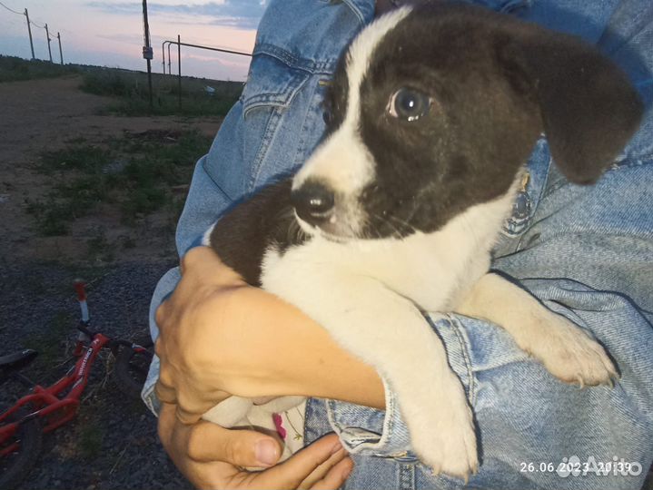 Остались девочки щенята В добрый дом