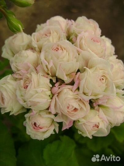 Сортовая пеларгония