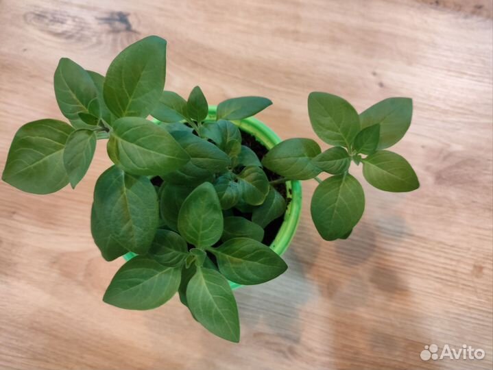 Петуния тайдал ред