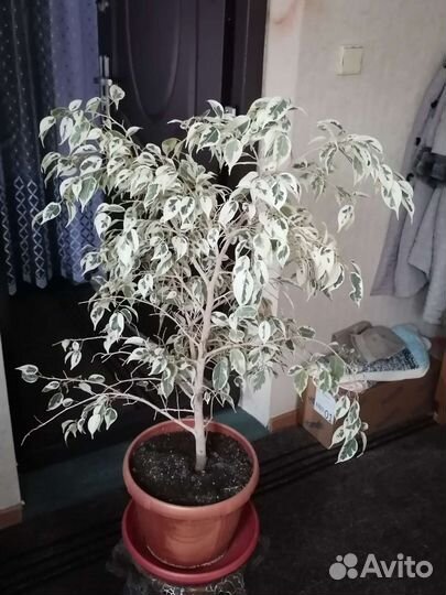 Фикус бенджамина