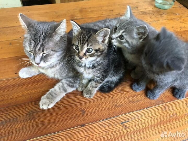Отдам котенка в добрые руки