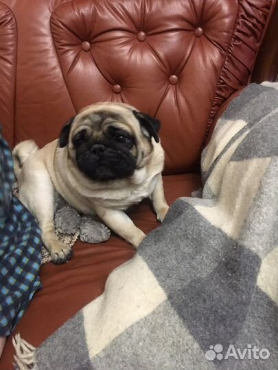 Вязка мопс РКФ