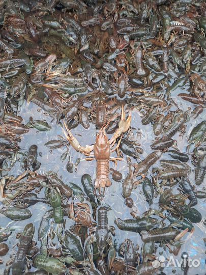 Волжские раки круглосуточно