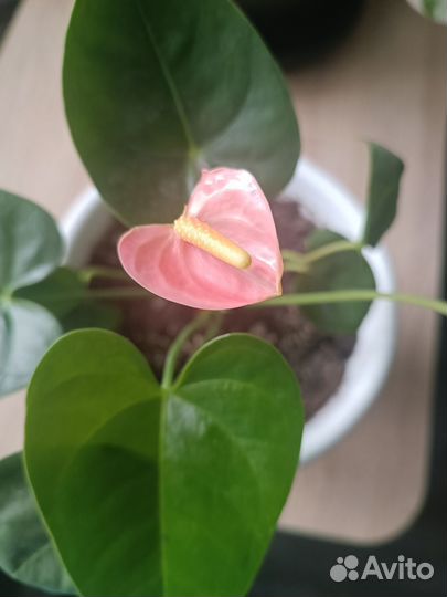 Антуриум светло-розовый