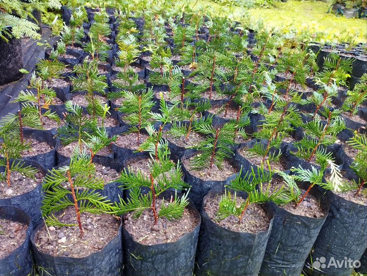 Питомник редких растений