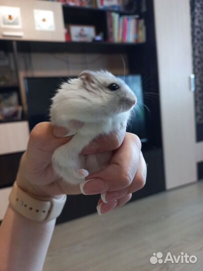 Хомяки,джунгарики