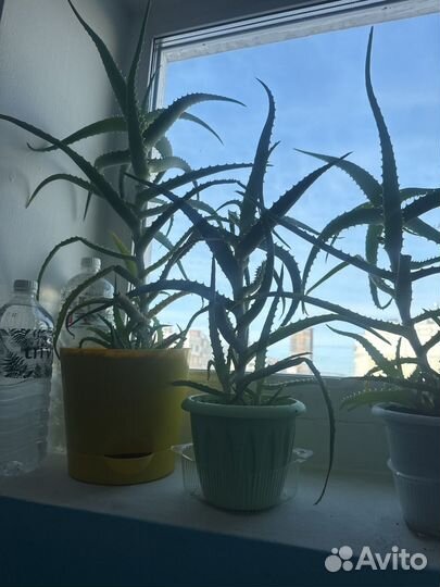 Комнатные цветы алоэ