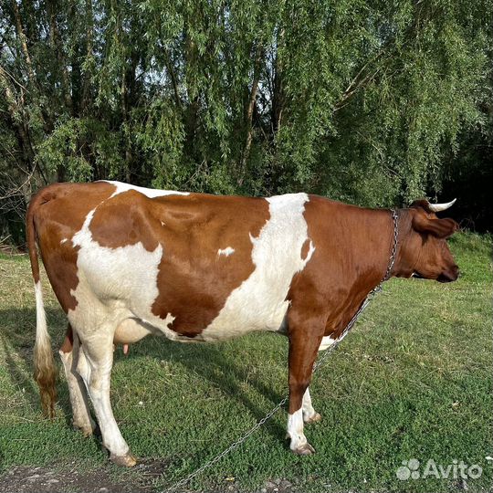 Корова стельная дойная