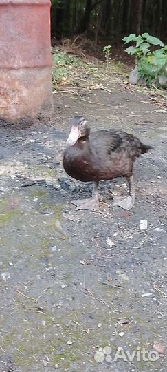 Мускусные утки индоутки индоутята