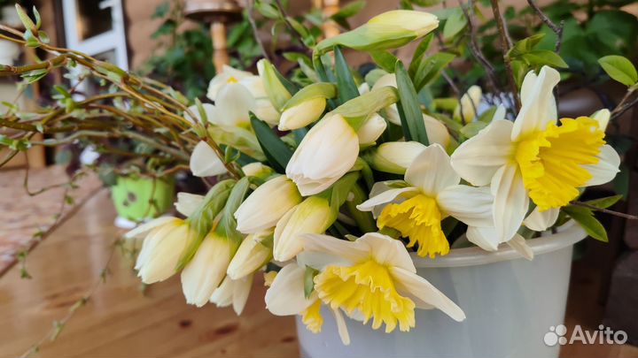 Букет нарциссы живые цветы срезка