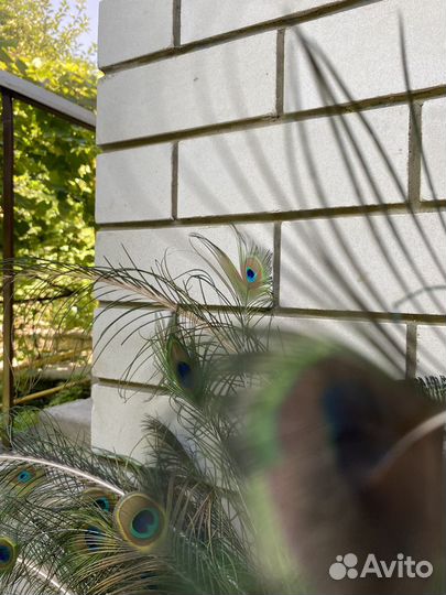 Перо Павлина